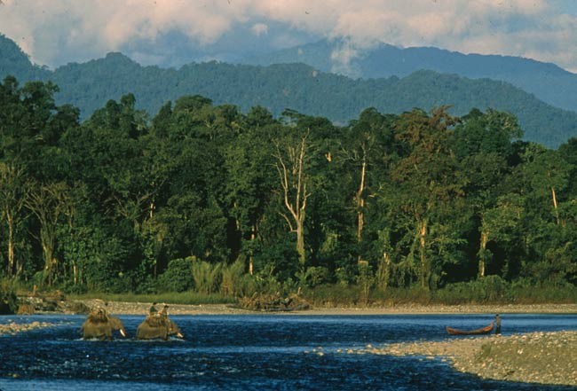 ျမန္မာစစ္အစိုးရက ရွားပါးက်ား ေဘးမဲ့ ေတာ ေဒသအျဖစ္ သတ္မွတ္လိုက္သည့္ ဟူးေကာင္း ခ်ိဳင့္၀ွမ္း ေဒသ Hukaung Valley in Myanmar. Credit Steve Winter / National Geographic.