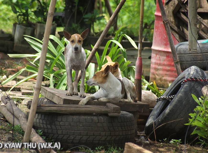 Photo : Ko Kyaw Thu
